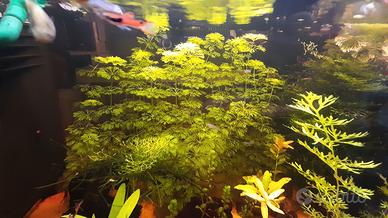Potature piante d'acquario