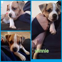 Cuccioli amstaff con pedigree