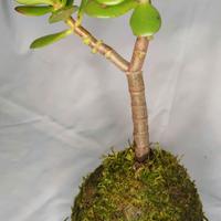 Kokedama Albero di giada