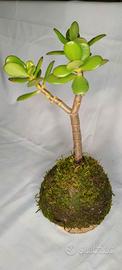 Kokedama Albero di giada