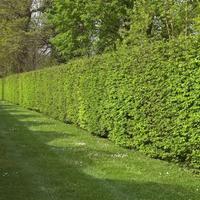 Manutenzione ordinaria e straordinaria del verde