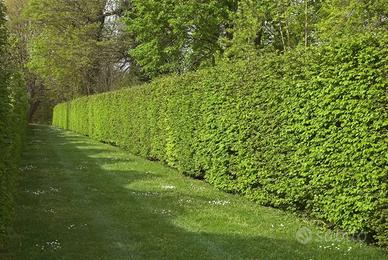 Manutenzione ordinaria e straordinaria del verde