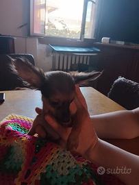 Russian toy