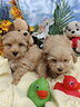 taglia-molto-piccola-quasi-toy-maltipoo-cuccioli