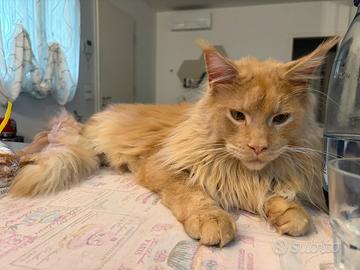 Maine coon 1 anno