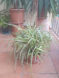 pianta  Chlorophytum