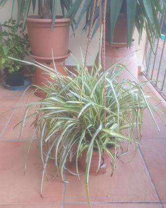 pianta  Chlorophytum