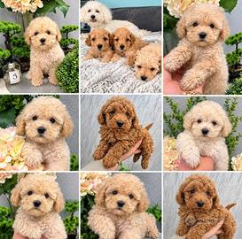 Cuccioli barboncino toy