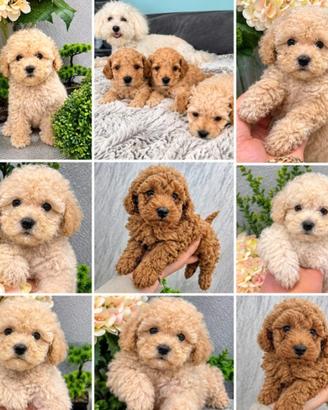 Cuccioli barboncino toy