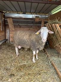 Montone merino 4R