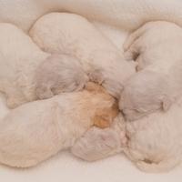 Cucciolata di Maltipoo