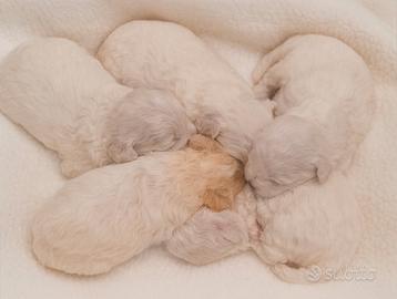 Cucciolata di Maltipoo