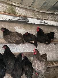 Galli Australorp