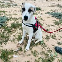 Ofelia, cucciolona di 1 anno