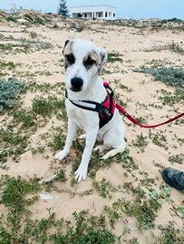 Ofelia, cucciolona di 1 anno