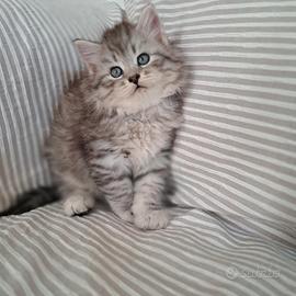 cucciolo gatto siberiano pedigree 