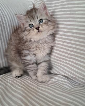 cucciolo gatto siberiano pedigree 