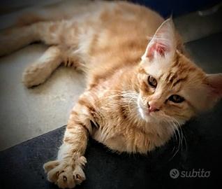 Gattina