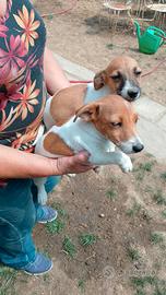 Jack Russell terrier cuccioli