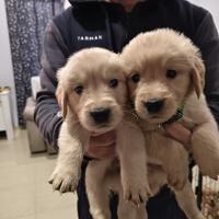Cuccioli Golden retriever