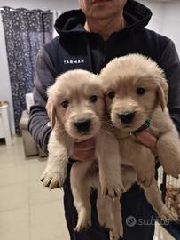 Cuccioli Golden retriever