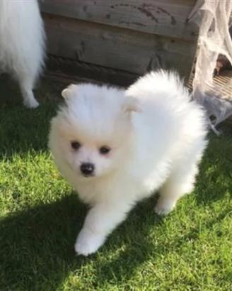 Mini volpino Spitz toy