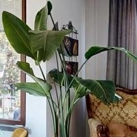 Pianta Strelitzia Nicolai alta e sana