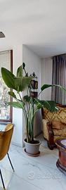 Pianta Strelitzia Nicolai alta e sana