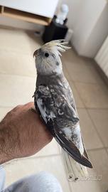 Calopsite allevato a mano