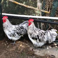 Australorp ed altre razze ornamentali in purezza