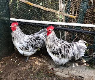 Australorp ed altre razze ornamentali in purezza