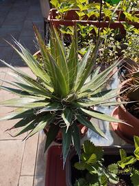 cactus 38 cm x 25 cm