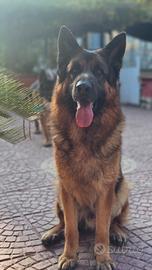 Pastore tedesco da monta