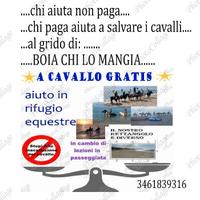 Cavallo ?anche gratis