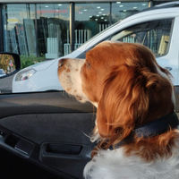 Espagneu Breton per accoppiamento