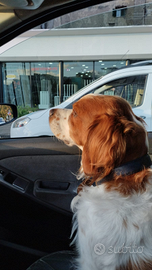 Espagneu Breton per accoppiamento