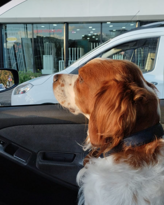 Espagneu Breton per accoppiamento