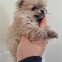Spitz di pomerania femmina mini