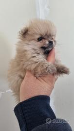 Spitz di pomerania femmina mini
