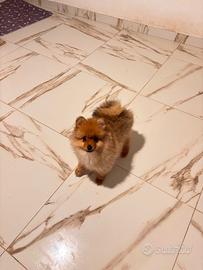 Volpino di Pomerania spitz tedesco