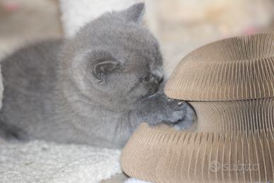 British Shorthair femmina