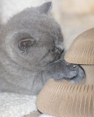 British Shorthair femmina