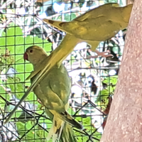 Parrocchetti dal collare