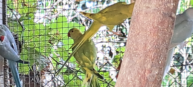 Parrocchetti dal collare