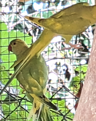 Parrocchetti dal collare