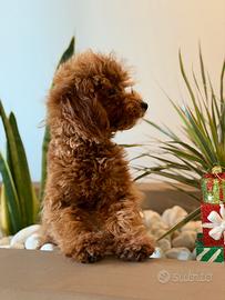 Barboncino minitoy red femmina 5 mesi