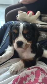 Cucciolo maschio di cavalier king