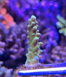 Acropora Gomezi