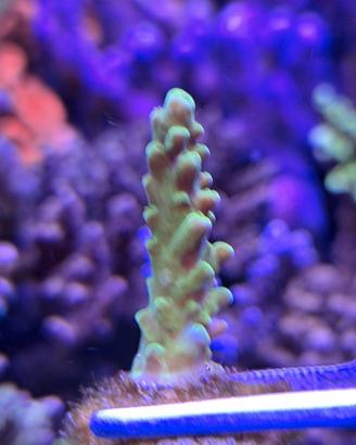 Acropora Gomezi