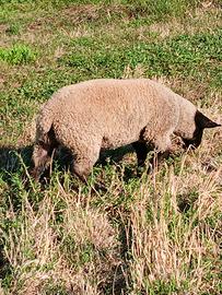 Pecora Suffolk